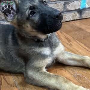 Phoenix, German Shepherd Puppy